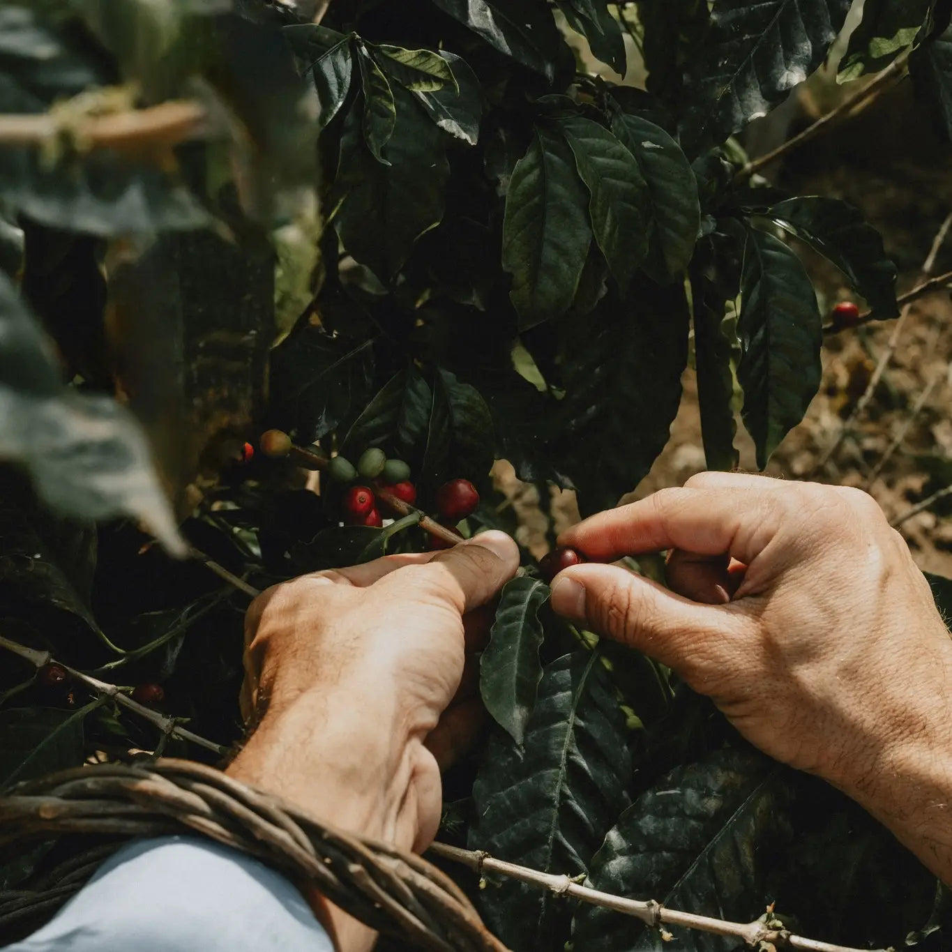 Morettino Espresso Capsules Universal - 30 pcs