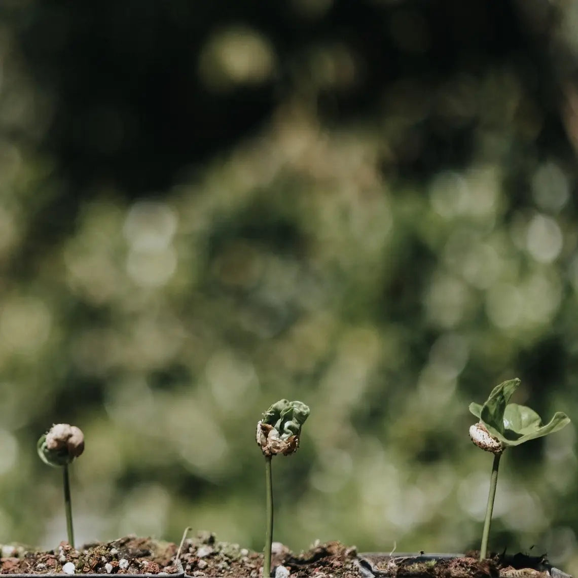 Morettino Espresso Capsules Universal - 30 pcs